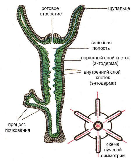 2krn at официальный