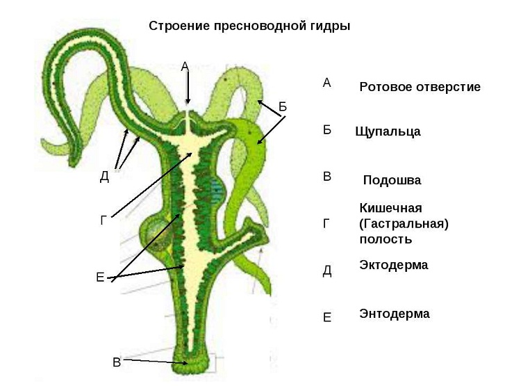 Kraken найдется все